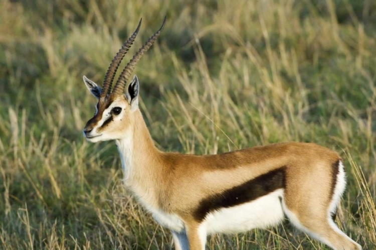 Picture of KENYA, MASAI MARA MALE THOMSONS GAZELLE