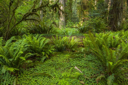 Picture of CA, REDWOODS NP FERNS AND MOSSY TREES IN FOREST