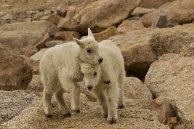 Picture of CO, MT EVANS MOUNTAIN GOAT KIDS PLAYING ON ROCK