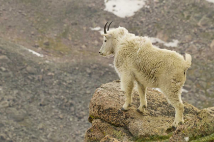 Picture of CO, MT EVANS MOUNTAIN GOAT YEARLING AND SCENERY