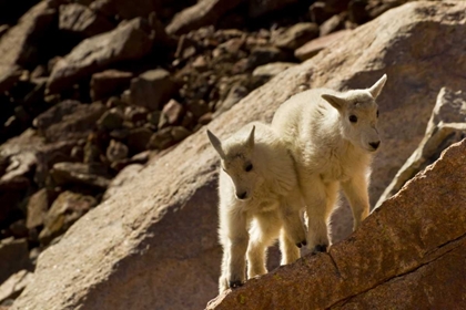 Picture of CO, MT EVANS MOUNTAIN GOAT KIDS PLAYING ON ROCK