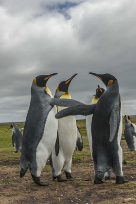 Picture of FALKLAND ISLANDS, VOLUNTEER POINT KING PENGUINS