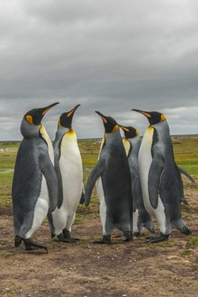 Picture of FALKLAND ISLANDS, VOLUNTEER POINT KING PENGUINS