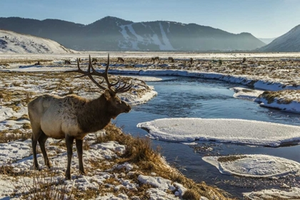 Picture of WY, NATIONAL ELK REFUGE MALE ELK NEXT TO STREAM
