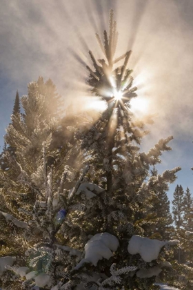 Picture of WY, YELLOWSTONE SUNBURST THROUGH TREE IN WINTER