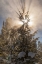 Picture of WY, YELLOWSTONE SUNBURST THROUGH TREE IN WINTER