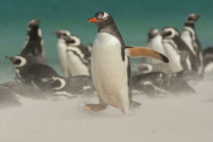 Picture of BLEAKER ISLAND GENTOO PENGUINS AND BLOWING SAND