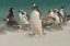 Picture of BLEAKER ISLAND GENTOO PENGUINS AND BLOWING SAND