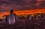 Picture of SEA LION ISLAND GENTOO PENGUIN COLONY AT SUNSET