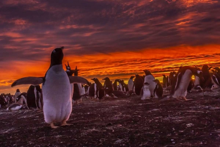 Picture of SEA LION ISLAND GENTOO PENGUIN COLONY AT SUNSET