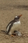 Picture of SAUNDERS ISLAND GENTOO PENGUIN ADULT WITH CHICK