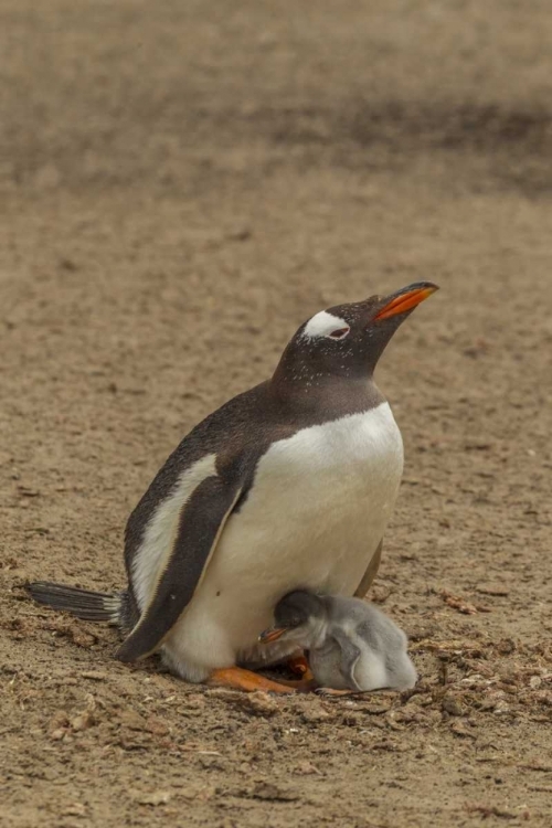 Picture of SAUNDERS ISLAND GENTOO PENGUIN ADULT WITH CHICK