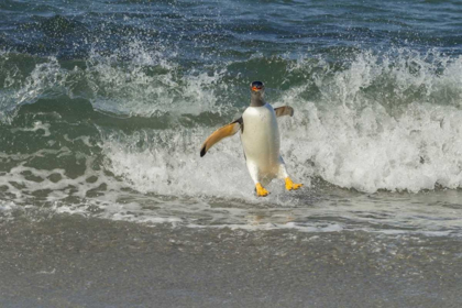 Picture of SEA LION ISLAND GENTOO PENGUIN SURFING ON SHORE