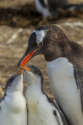 Picture of SEA LION ISLAND GENTOO PENGUIN ADULT AND CHICKS