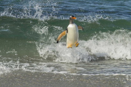Picture of SEA LION ISLAND GENTOO PENGUIN SURFING ON SHORE