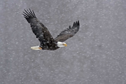Picture of AK, CHILKAT BALD EAGLE FLYING THROUGH SNOWSTORM