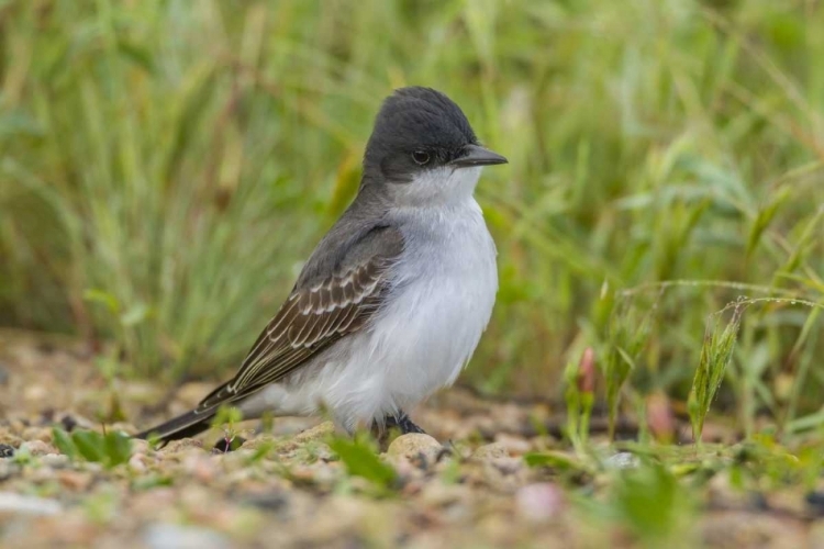 Picture of CO, ROCKY MOUNTAIN ARSENAL NWR EASTERN KINGBIRD