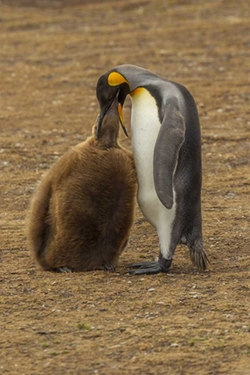 Picture of EAST FALKLAND KING PENGUIN PARENT FEEDING CHICK