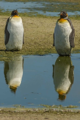 Picture of EAST FALKLAND KING PENGUINS REFLECTING IN WATER