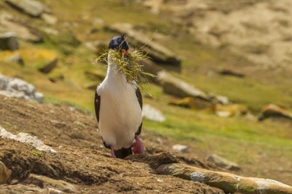 Picture of CARCASS ISLAND IMPERIAL SHAG WITH NEST MATERIAL