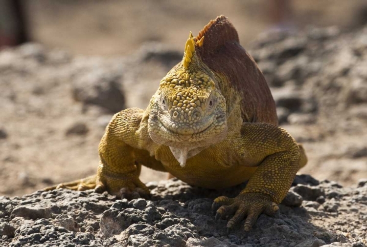 Picture of ECUADOR, GALAPAGOS, SOUTH PLAZA ISL LAND IGUANA