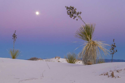 Picture of NEW MEXICO, WHITE SANDS NM MOONRISE OVER DESERT