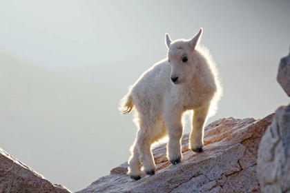 Picture of CO, MT EVANS MOUNTAIN GOAT KID BACKLIT ON ROCK