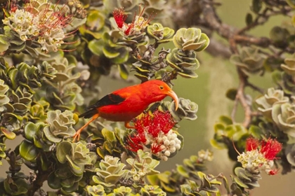 Picture of HI, MAUI, HALEAKALA NP IIWI BIRD ON OHIA BLOOM