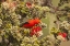 Picture of HI, MAUI, HALEAKALA NP IIWI BIRD ON OHIA BLOOM