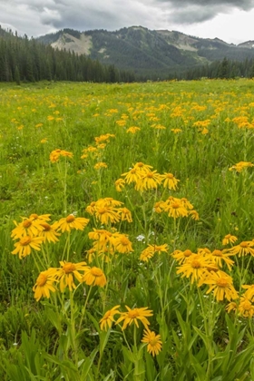 Picture of CO, GUNNISON NF SNEEZEWEED BLOSSOMS IN A MEADOW