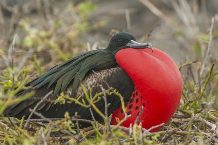 Picture of ECUADOR, GALAPAGOS GREAT FRIGATEBIRD DISPLAYING