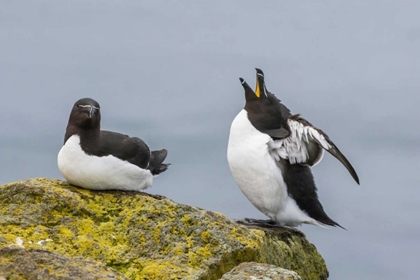 Picture of ICELAND, LATRABJARG MALE RAZORBILL IN COURTSHIP