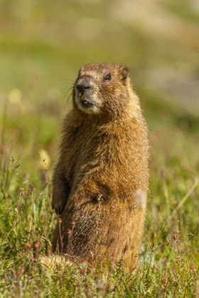 Picture of CO, SAN JUAN MTS YELLOW-BELLIED MARMOT IN GRASS