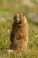 Picture of CO, SAN JUAN MTS YELLOW-BELLIED MARMOT IN GRASS