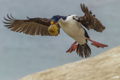 Picture of CARCASS ISLAND IMPERIAL SHAG WITH NEST MATERIAL