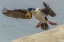 Picture of CARCASS ISLAND IMPERIAL SHAG WITH NEST MATERIAL