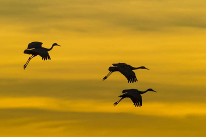 Picture of NEW MEXICO SILHOUETTE OF SANDHILL CRANES FLYING