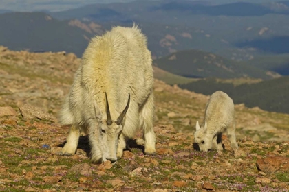 Picture of CO, MOUNT EVANS MOUNTAIN GOAT AND KID IN MEADOW