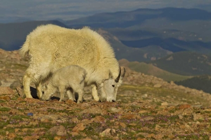 Picture of CO, MOUNT EVANS MOUNTAIN GOAT AND KID IN MEADOW