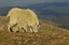 Picture of CO, MOUNT EVANS MOUNTAIN GOAT AND KID IN MEADOW