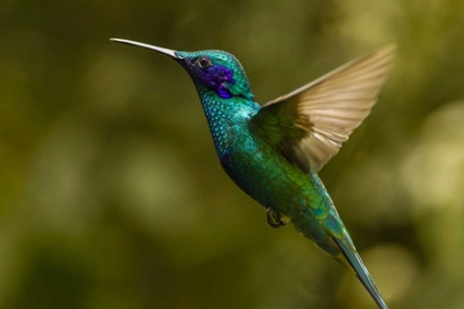 Picture of ECUADOR, GALAPAGOS, NONO VIOLET-EAR HUMMINGBIRD