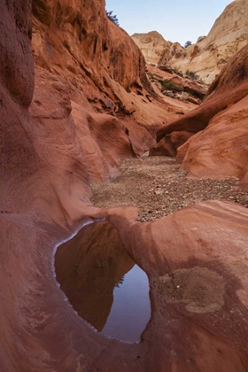 Picture of UT, CAPITOL REEF LOWER MULEY TWIST CANYON POOLS