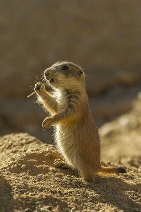 Picture of AZ, SONORAN DESERT BLACK-TAILED PRAIRIE DOG PUP