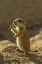 Picture of AZ, SONORAN DESERT BLACK-TAILED PRAIRIE DOG PUP