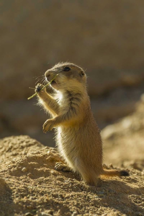 Picture of AZ, SONORAN DESERT BLACK-TAILED PRAIRIE DOG PUP