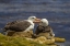 Picture of SAUNDERS ISLAND BLACK-BROWED ALBATROSS PREENING