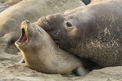 Picture of CA MALE ELEPHANT SEAL GIVES LOVE BITE TO FEMALE