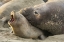 Picture of CA MALE ELEPHANT SEAL GIVES LOVE BITE TO FEMALE