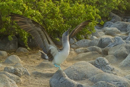 Picture of ECUADOR, GALAPAGOS, BLUE-FOOTED BOOBY DISPLAYING