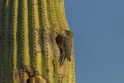 Picture of AZ, SONORAN DESERT GILA WOODPECKER AT NEST HOLE